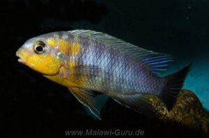 Tropheops sp. 'lilac'