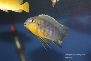 Tropheops sp. 'lilac' Chidunga Rocks