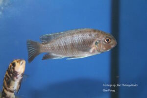 Tropheops sp. 'lilac' Chidunga Rocks