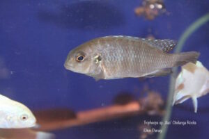 Tropheops sp. 'lilac' Chidunga Rocks