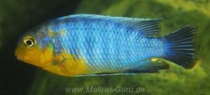 Tropheops sp. 'lilac' Nakantenga Island