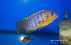 Tropheops sp. 'mauve yellow' Mara Rocks