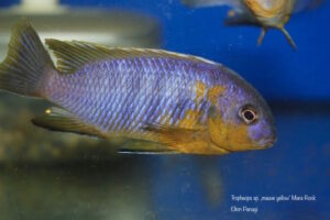 Tropheops sp. 'mauve yellow' Mara Rocks