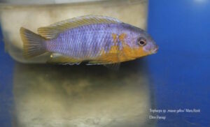 Tropheops sp. 'mauve yellow' Mara Rocks