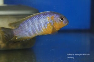 Tropheops sp. 'mauve yellow' Mara Rocks