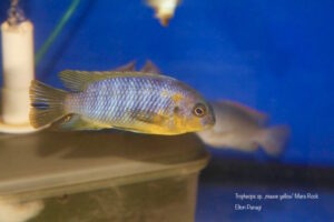 Tropheops sp. 'mauve yellow' Mara Rocks