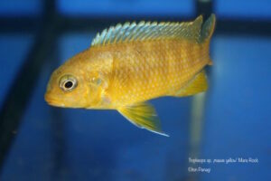 Tropheops sp. 'mauve yellow' Mara Rocks