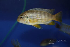 Tropheops sp. 'mauve yellow' Mara Rocks