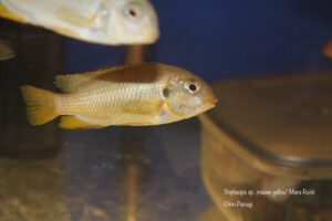 Tropheops sp. 'mauve yellow' Mara Rocks