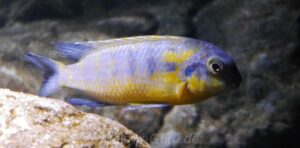 Tropheops sp. 'mauve yellow' Mara Rocks