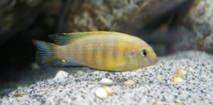 Tropheops sp. 'mauve yellow' Mara Rocks