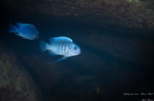 Tropheops sp. 'mauve' Chirwa Island Galerie Tropheops sp. 'mauve' Arten