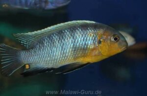 Tropheops sp. 'mbenji blue' Mbenji Island