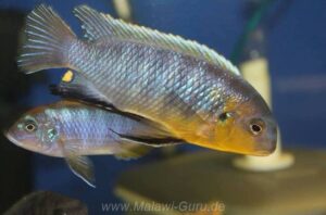 Tropheops sp. 'mbenji blue' Mbenji Island