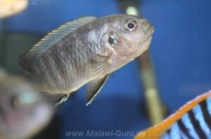 Tropheops sp. 'mbenji blue' Mbenji Island