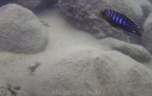 Tropheops sp. 'membe' Mbamba-Islands