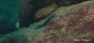 Tropheops sp. 'orange chest' Makokola Reef