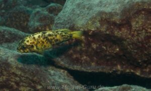 Tropheops sp. 'orange chest' Makokola Reef