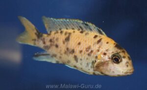 Tropheops sp. 'orange chest' Makokola Reef