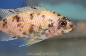 Tropheops sp. 'orange chest' Makokola Reef