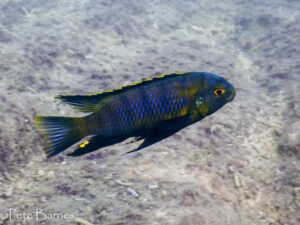 Tropheops sp. 'orange chest' Thumbi West Island Galerie Tropheops sp. 'orange chest' Thumbi West Island
