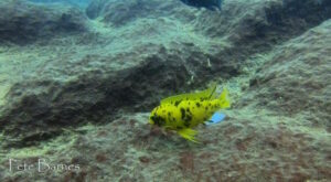 Tropheops sp. 'orange chest' Zimbawe Rock Galerie Tropheops sp. 'orange chest' Zimbawe Rock