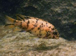 Tropheops sp. 'orange chest' Zimbawe Rock