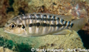 Tropheops sp. 'red cheek north' Cape Kaiser
