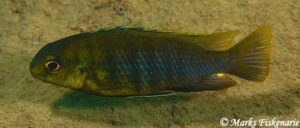 Tropheops sp. 'red cheek north' Lundu