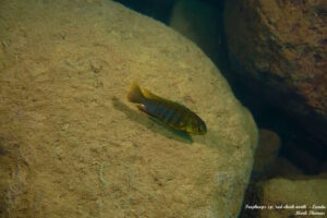 Tropheops sp. 'red cheek north' Lundu Galerie Tropheops sp. 'red cheek north' Lundu