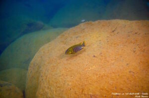 Tropheops sp. 'red cheek north' Lundu
