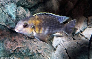 Tropheops sp. 'red cheek north' Magunga