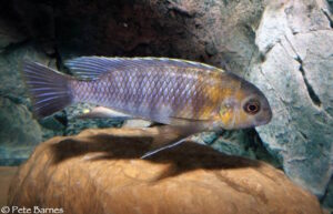 Tropheops sp. 'red cheek north' Magunga