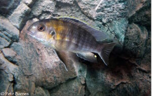 Tropheops sp. 'red cheek north' Magunga