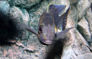 Tropheops sp. 'red cheek north' Magunga