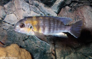 Tropheops sp. 'red cheek north' Magunga