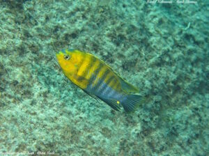 Tropheops sp. 'red cheek' Arten