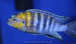 Tropheops sp. 'red cheek' Chizumulu Island