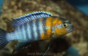 Tropheops sp. 'red cheek' Chizumulu Island