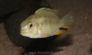 Tropheops sp. 'red cheek' Chizumulu Island