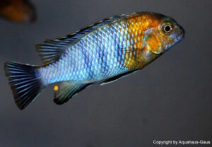 Tropheops sp. 'red cheek' Likoma Island