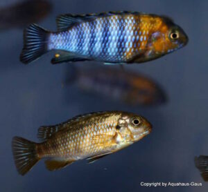 Tropheops sp. 'red cheek' Likoma Island
