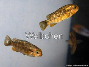 Tropheops sp. 'red cheek' Likoma Island