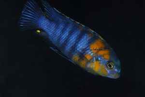 Tropheops sp. 'red cheek' Maingano Island