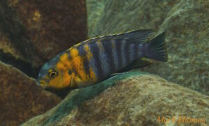 Tropheops sp. 'red cheek' Mitande Reef