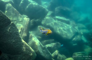 Tropheops sp. 'red cheek' Thumbi West