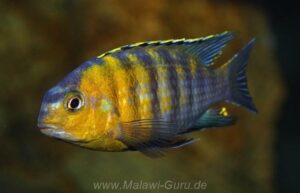 Tropheops sp. 'red cheek' Thumbi West