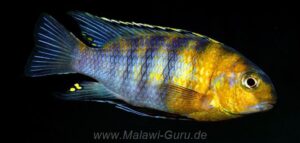 Tropheops sp. 'red cheek'