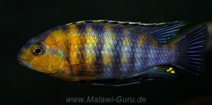 Tropheops sp. 'red cheek'