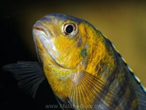 Tropheops sp. 'red cheek' Thumbi West